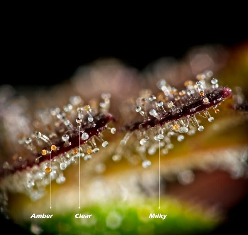 amber-milky-clear-trichomes-2.jpg