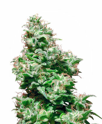 kali-haze-photo.jpg