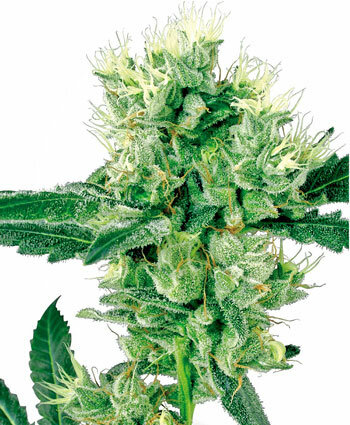 white-haze-photo.jpg