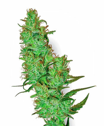 white-label-jack-herer-photo.jpg