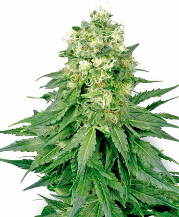 white-widow-photo.jpg