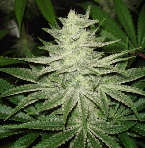 bubba_kush_middle_flowering.webp