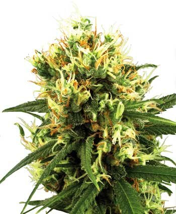 white-haze-autoflowering-photo.jpg