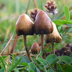 Psilocybe_semilanceata_6514.jpg