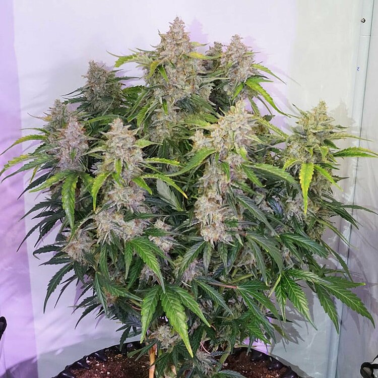 recenzja-nasion-marihuany-auto-skywalker-haze-od-dutch-passion-3.jpg