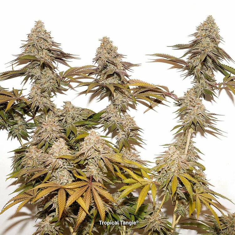 tropical-tangie-od-dutch-passion-hybrydowa-odmiana-konopi-3.jpg