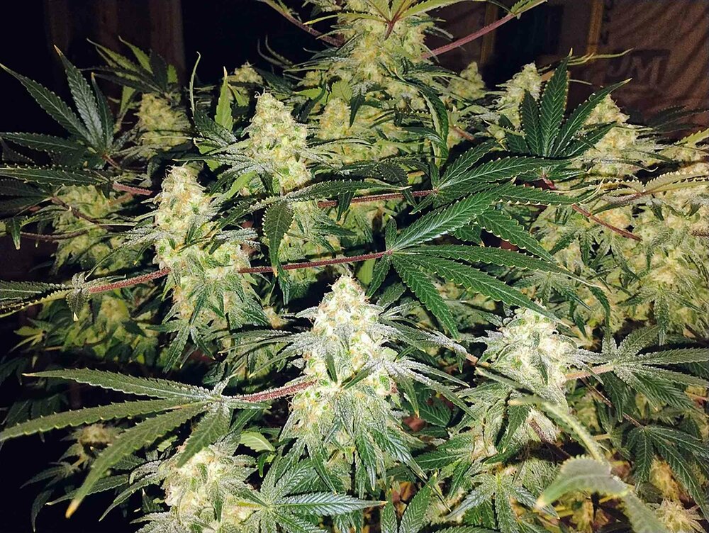 fast-flowering-candy-kush-express-od-royal-queen-seeds-recenzja-tych-nasion-marihuany.jpg