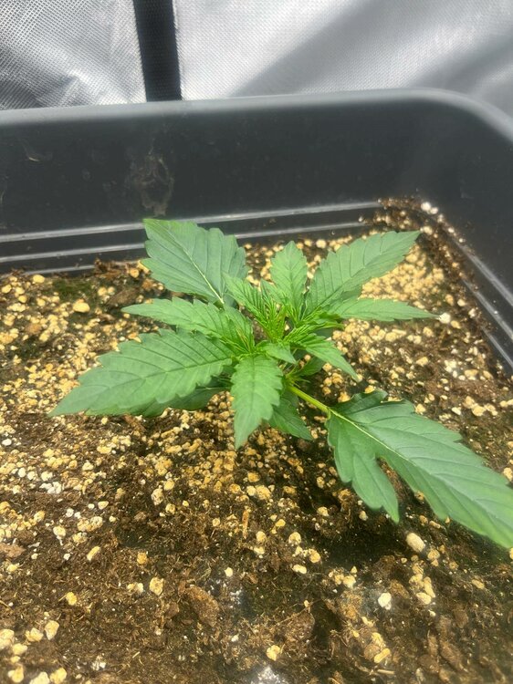 KannabiaDosidos.thumb.jpg.15fea7b53a6f8dddb1ee40b52f7bca41.jpg