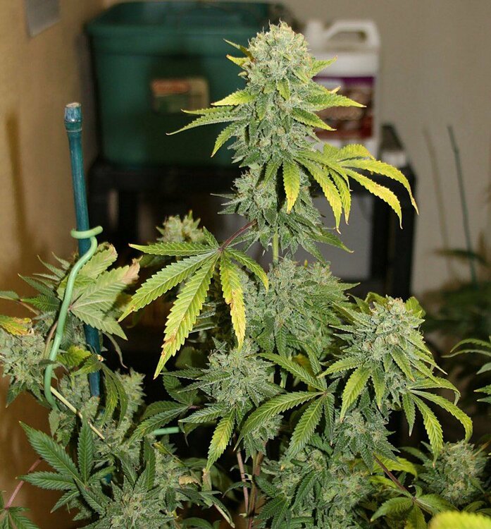 hindu-kush-recenzja-nasion-konopi-kultowej-indici-3.jpg