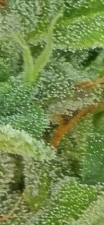 20250611_190601.jpg