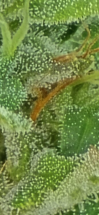 20250611_190607.jpg