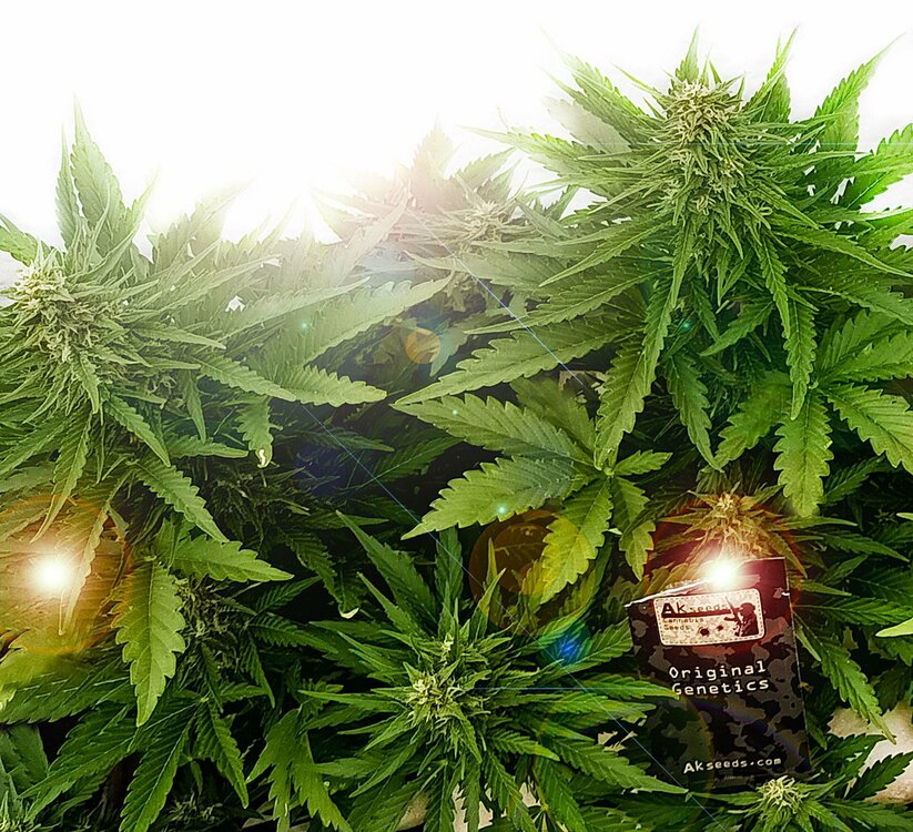 ak472-automatic-od-akseeds-wersja-20-słynnego-ak-2.jpg
