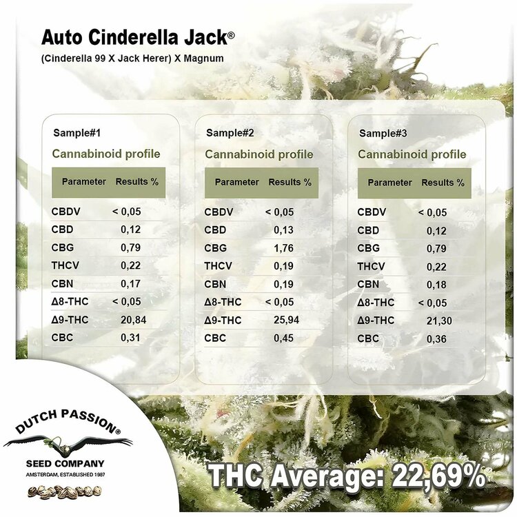 auto-cinderella-jack-intensywna-odmiana-konopi-z-duzym-poziomem-thc-2.jpg