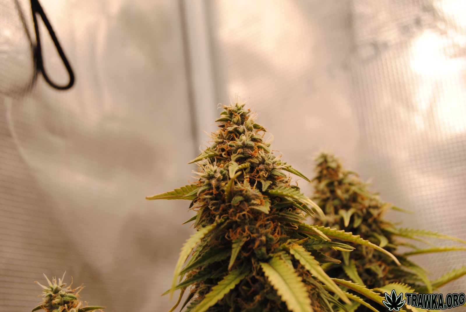 Tropicana Cookies