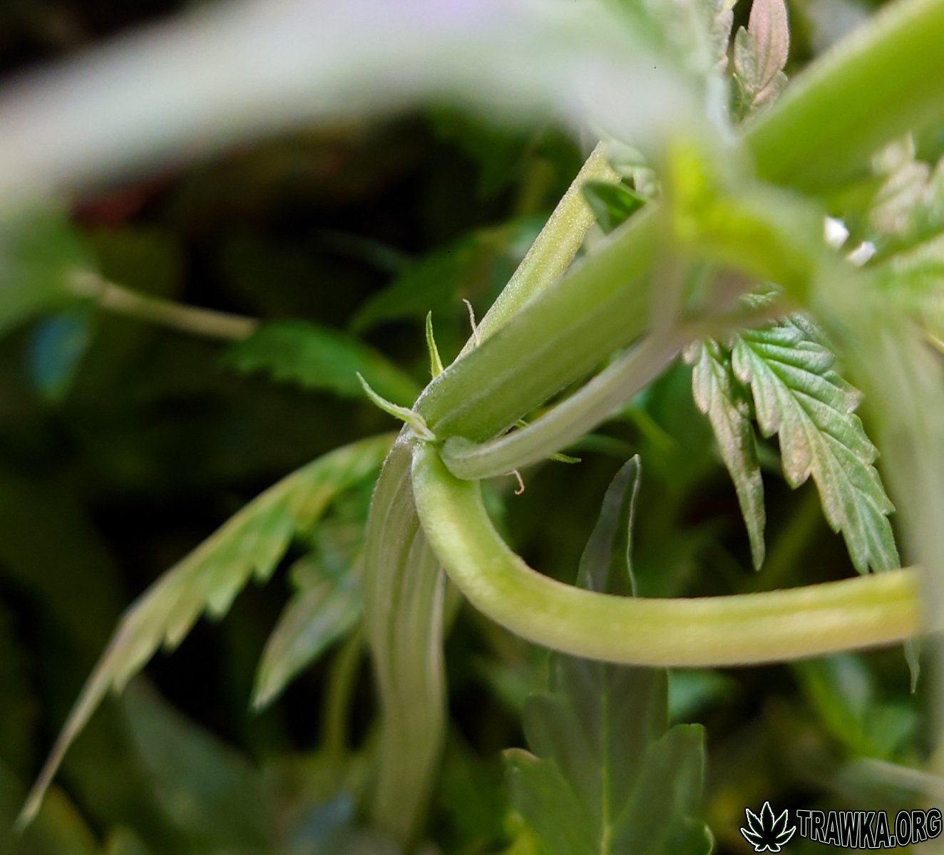 large.zoom_down_1.jpg.8b501c27fb0869de3b
