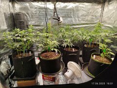 IMG_20250617_180104.jpg