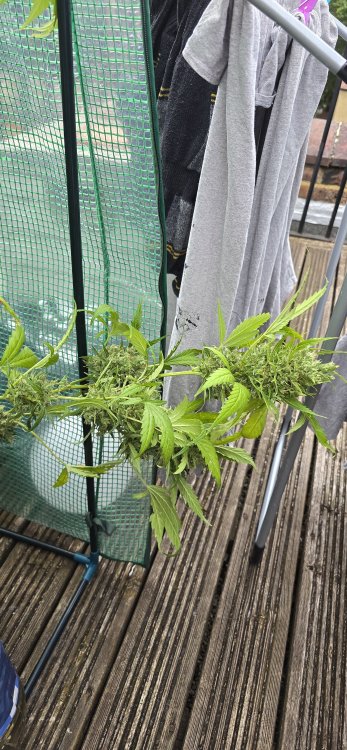 20250715_194019.jpg