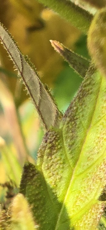 20250718_184009.jpg