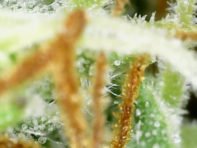 att.QYb20ZD3B4WAKthjw3VR3RsJDI6tYp36Ljl0R16z8W4.jpeg.ca5167737cecb5b45889f8301dfda24b.jpeg