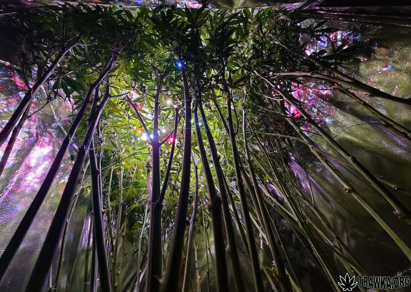 large.DSC_0007.jpg.34d16572af0839ab4c253