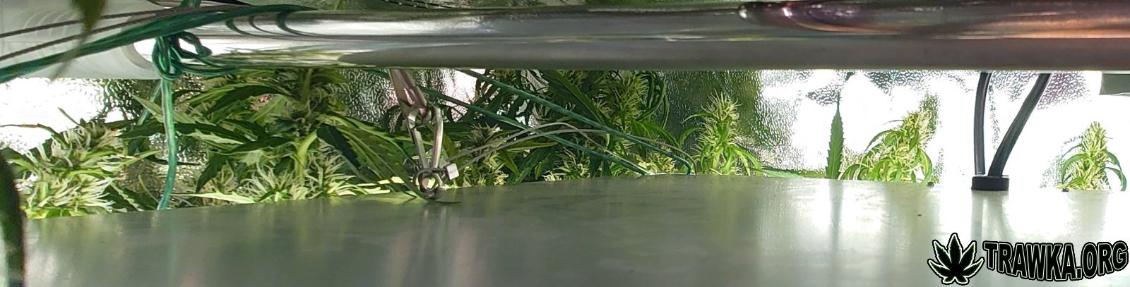 large.above_lamp_2.jpg.3eeeeb88f898fe625