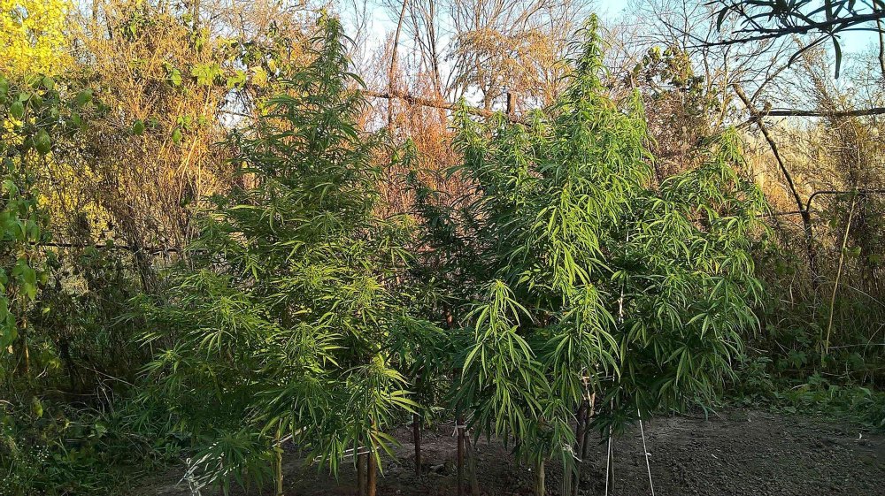 nevilles-haze-od-green-house-seeds-recenzja-odmiany-marihuany-sativa-2.jpg