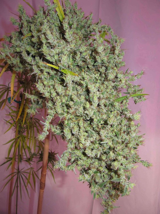 nevilles-haze-od-green-house-seeds-recenzja-odmiany-marihuany-sativa-3.jpg
