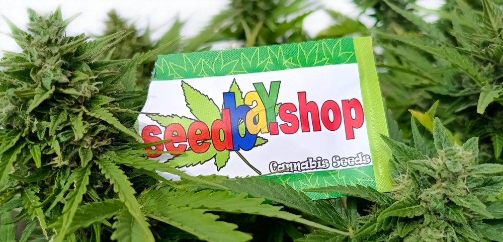 seedbay-twoj-dostawca-wysokiej-jakosci-nasion-marihuany-2.jpg