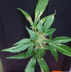DSC_0041.JPG