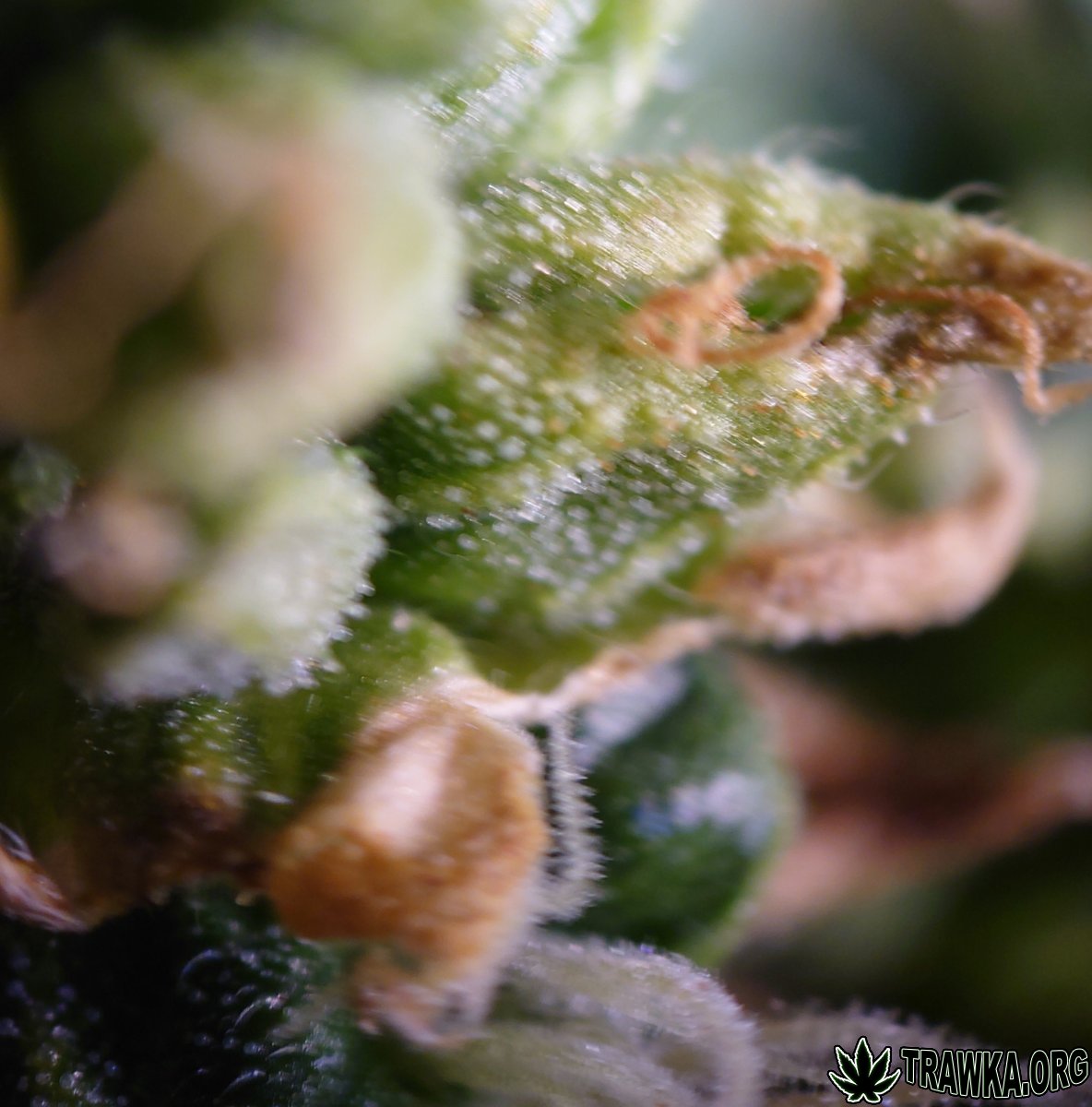 large.DSC_0194.JPG.7ef68d272494e60303eef