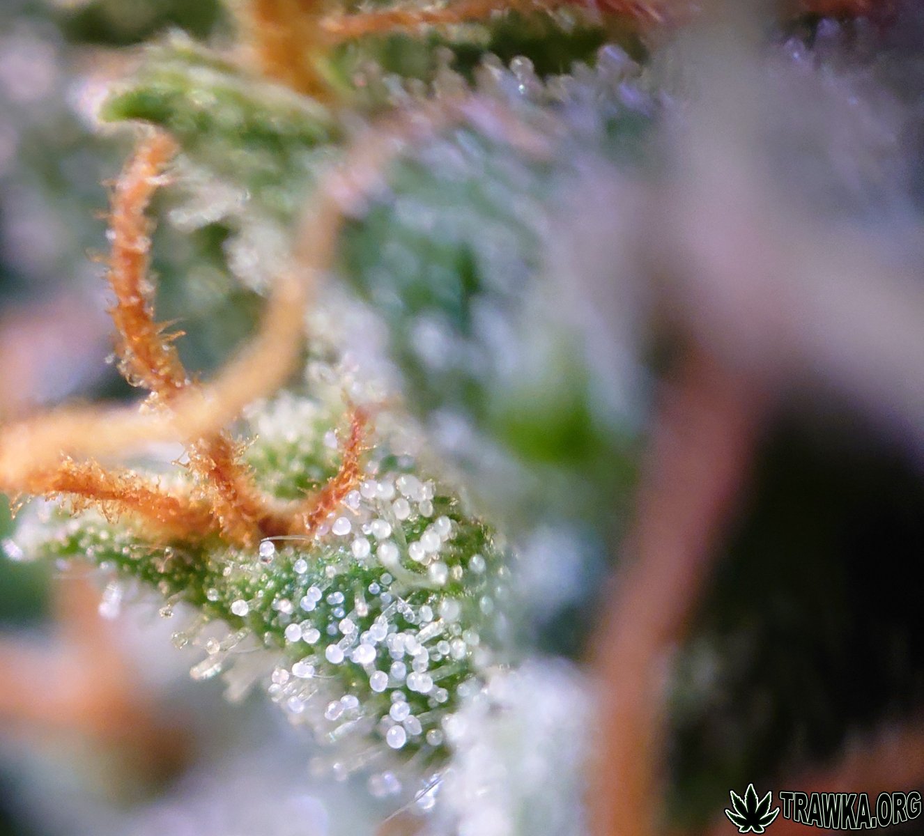 large.DSC_0205.JPG.b13797980fc6bcd021883