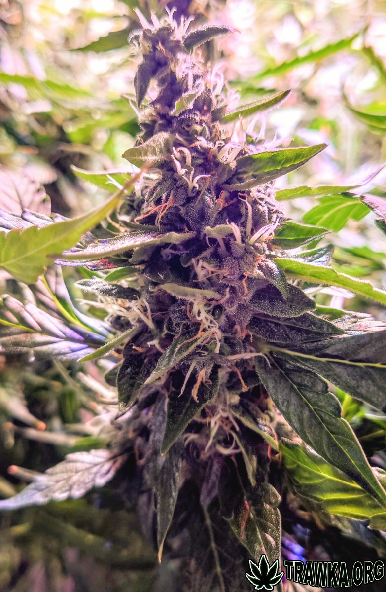 large.bud_1.jpg.f7d5c8383beb5793eb406319