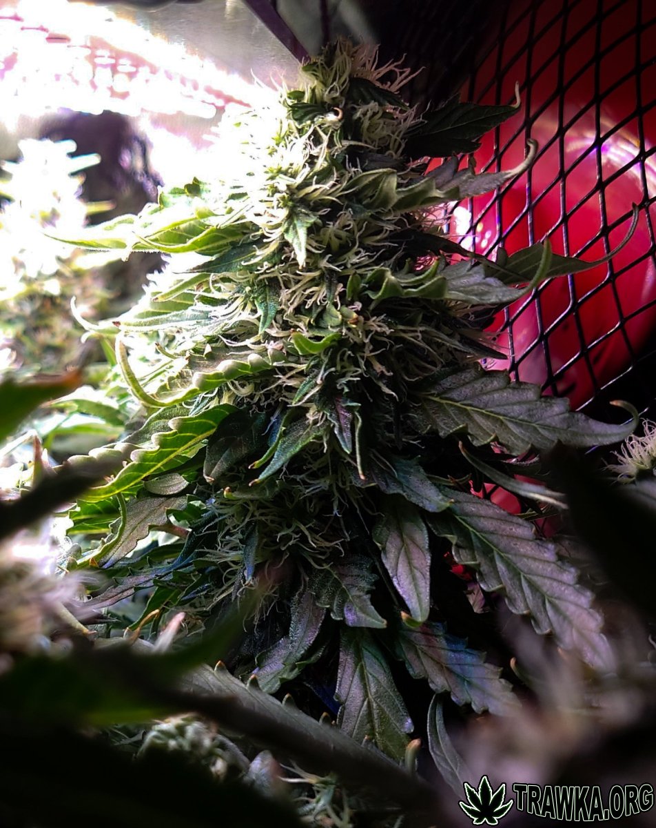large.bud_2.jpg.a5435148377d06ea45b2167e