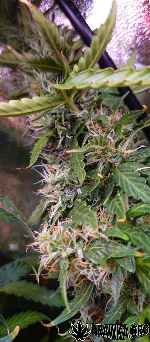large.bud_3.jpg.1c47a6a9a5765c217c517024
