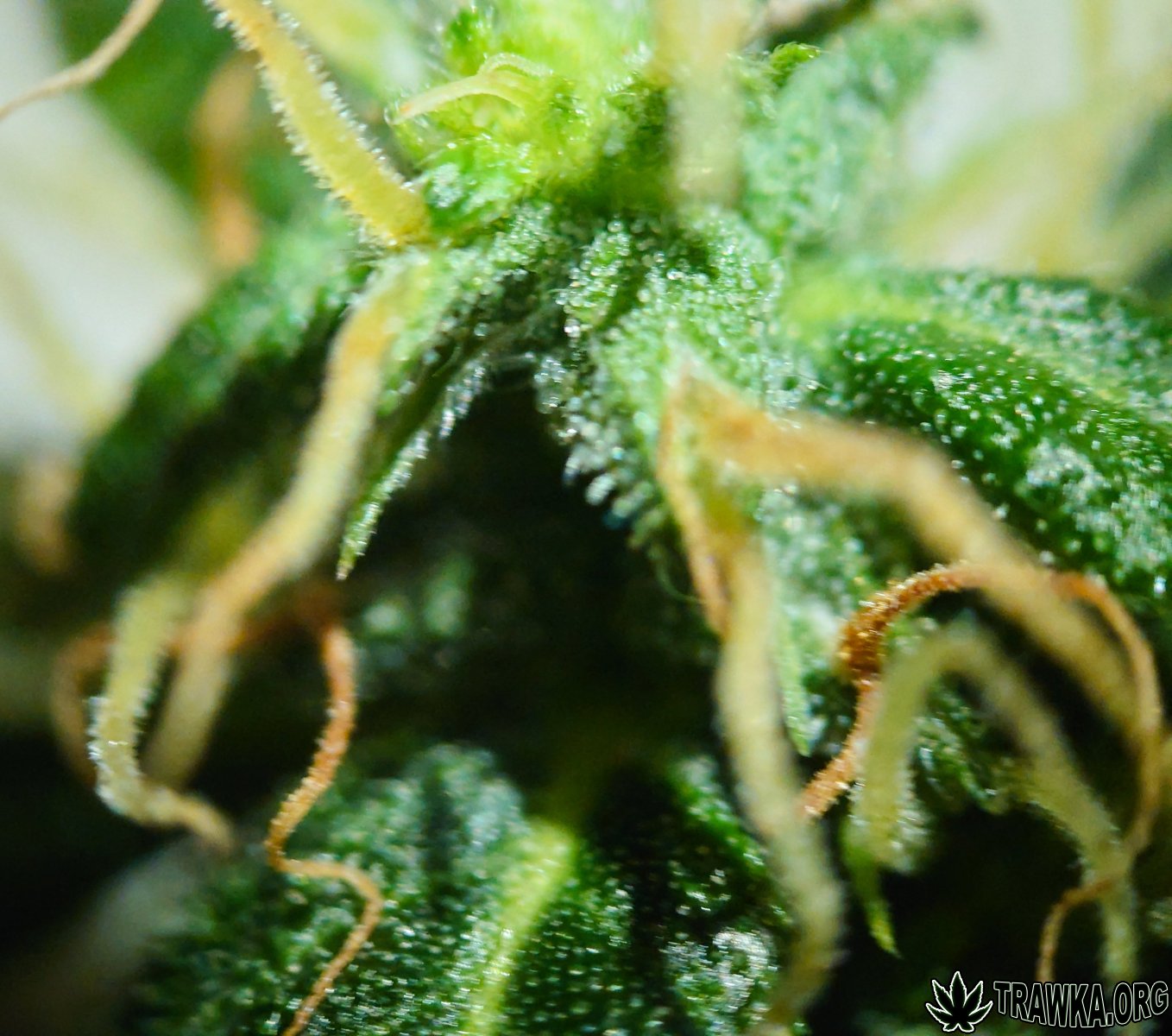 large.popcorn_macro_2.jpg.2e68f05c416329