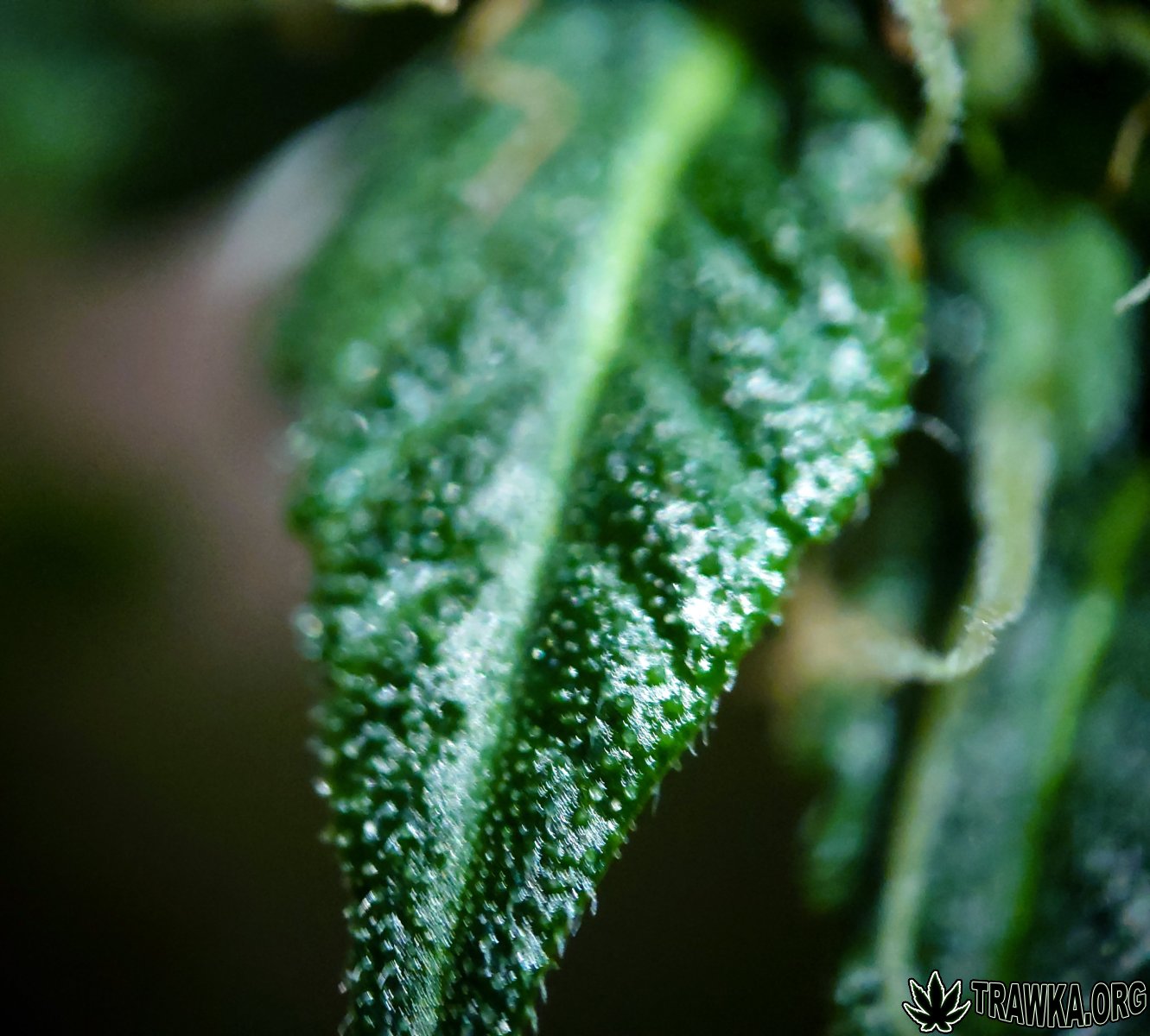 large.popcorn_macro_3.jpg.8ad2dfef93faf9