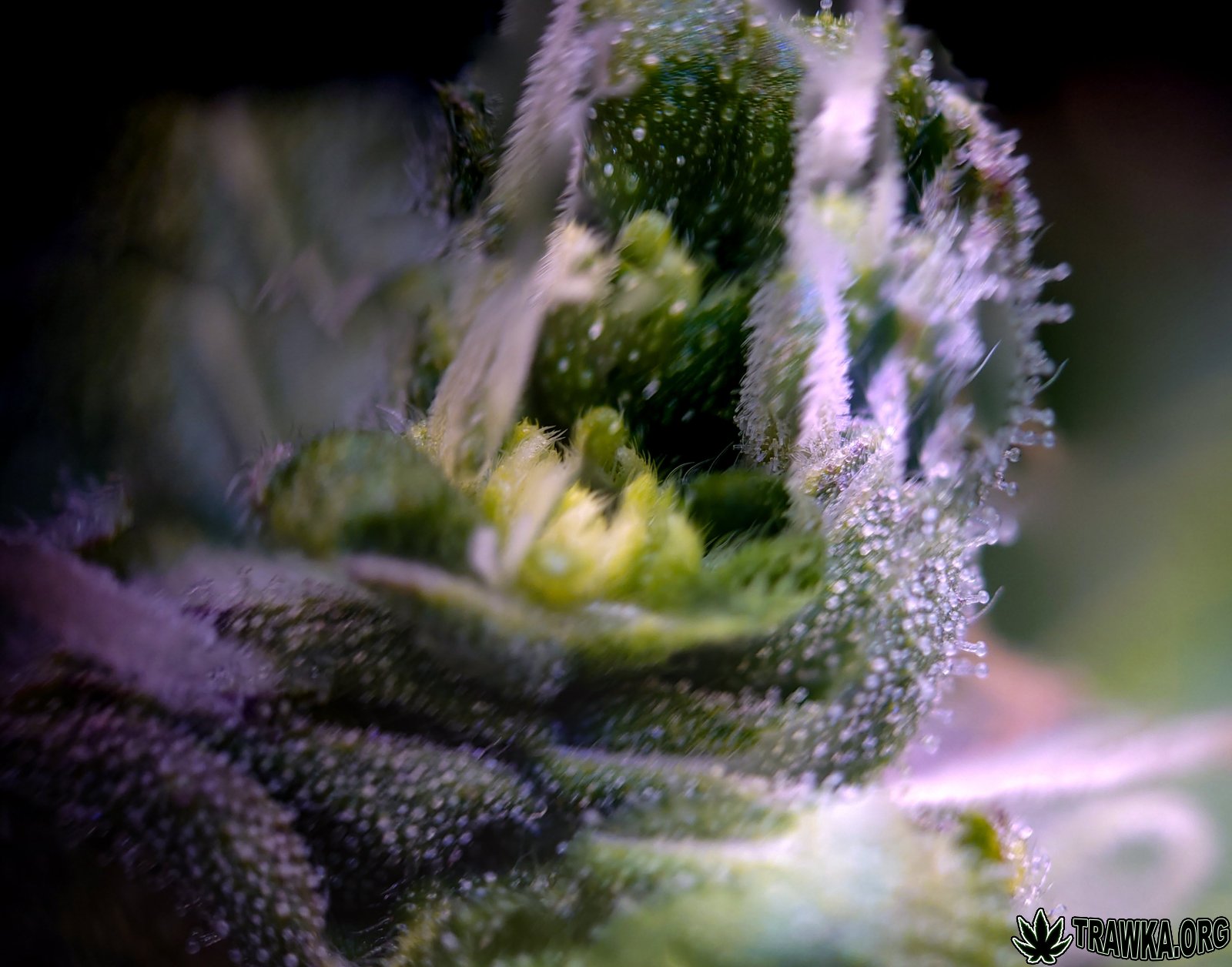 large.trichomy_3.jpg.96658e399c1091a5fe7