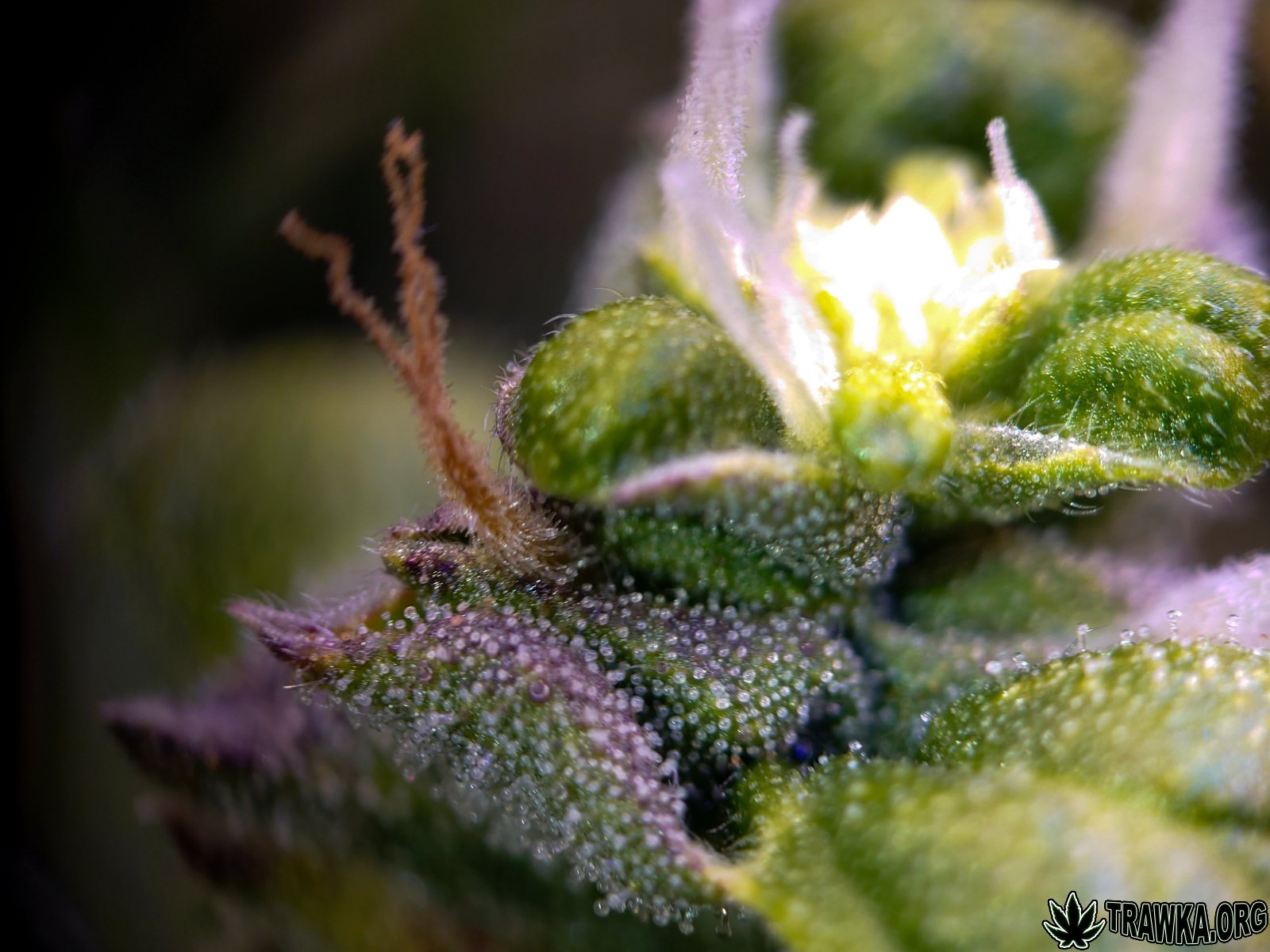 large.trichomy_4.jpg.15cfddc2ae61a79f4b5