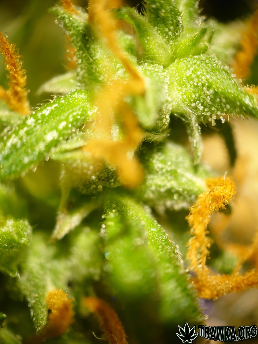 large.trichomy_5.jpg.caf376e2994d96f491e