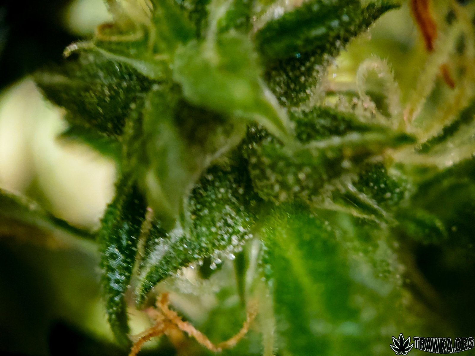 large.trichomy_6.jpg.47a609c589242499c30