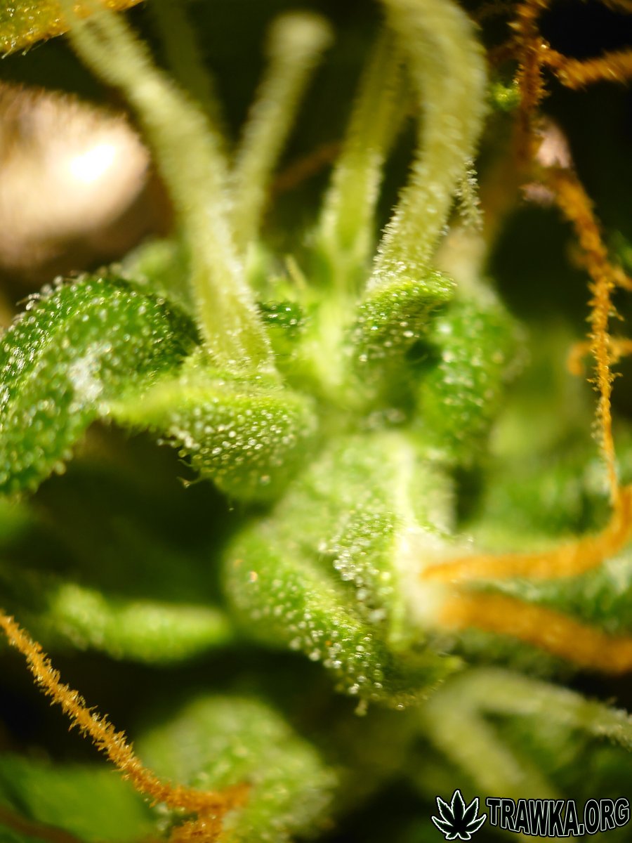 large.trichomy_7.jpg.26507a5c086d63fdc14