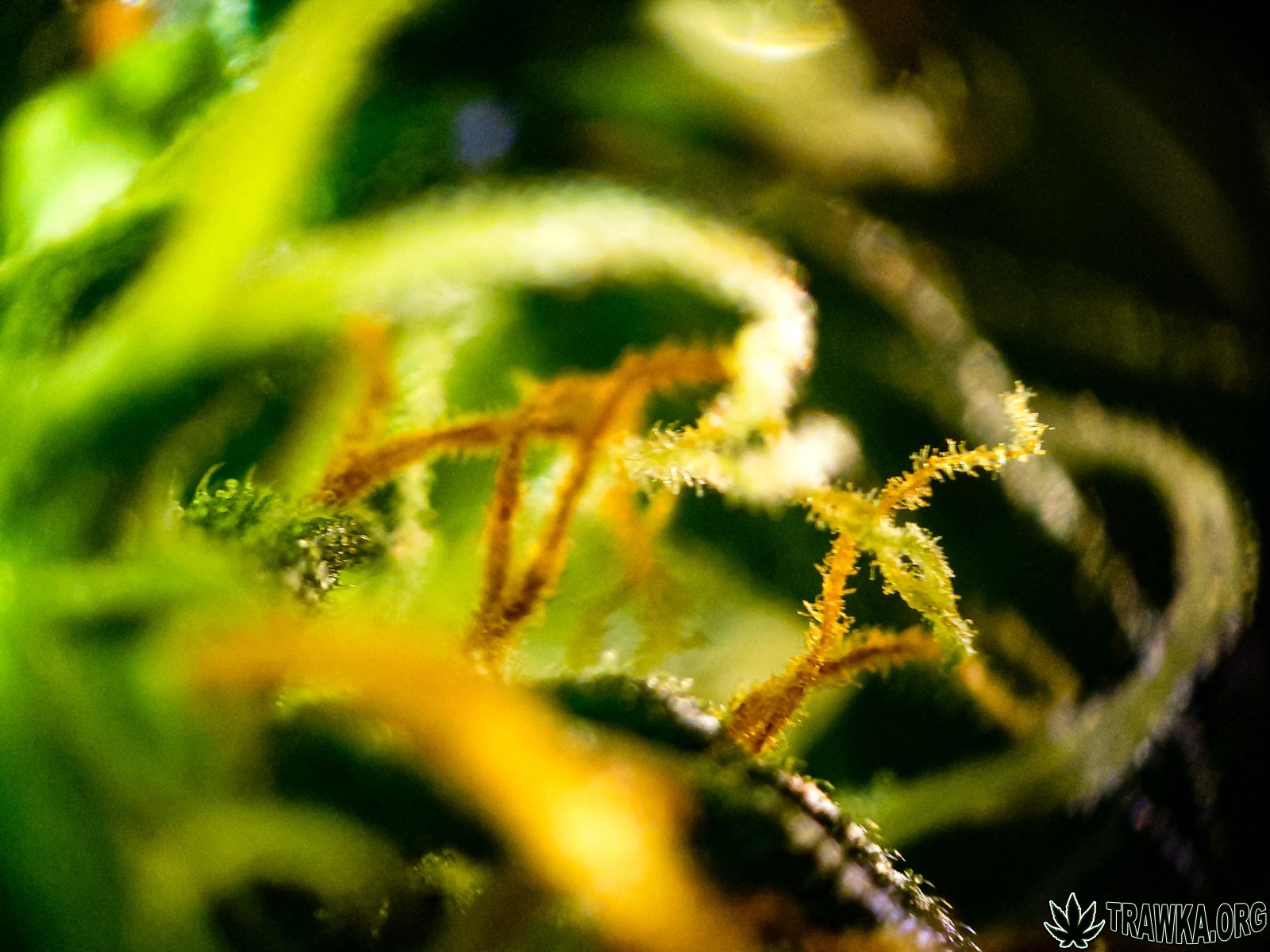 large.wosy_3.jpg.d509fd973f9c14a51b457ae