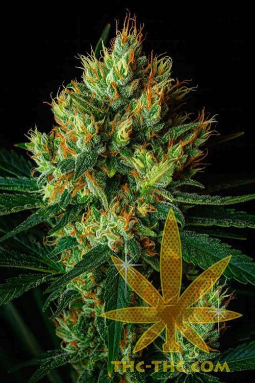 low-ak-47-auto.jpg