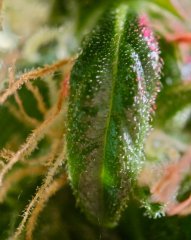 DSC_0172.jpg