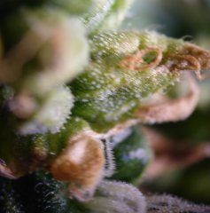 DSC_0194.JPG