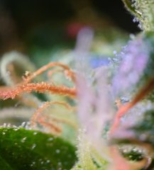 DSC_0199.JPG