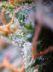 DSC_0203.JPG