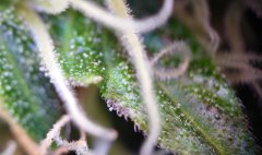 DSC_0208.JPG
