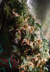 DSC_0220.JPG