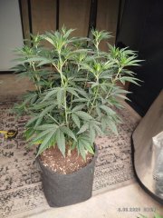 IMG_20250808_202137.jpg